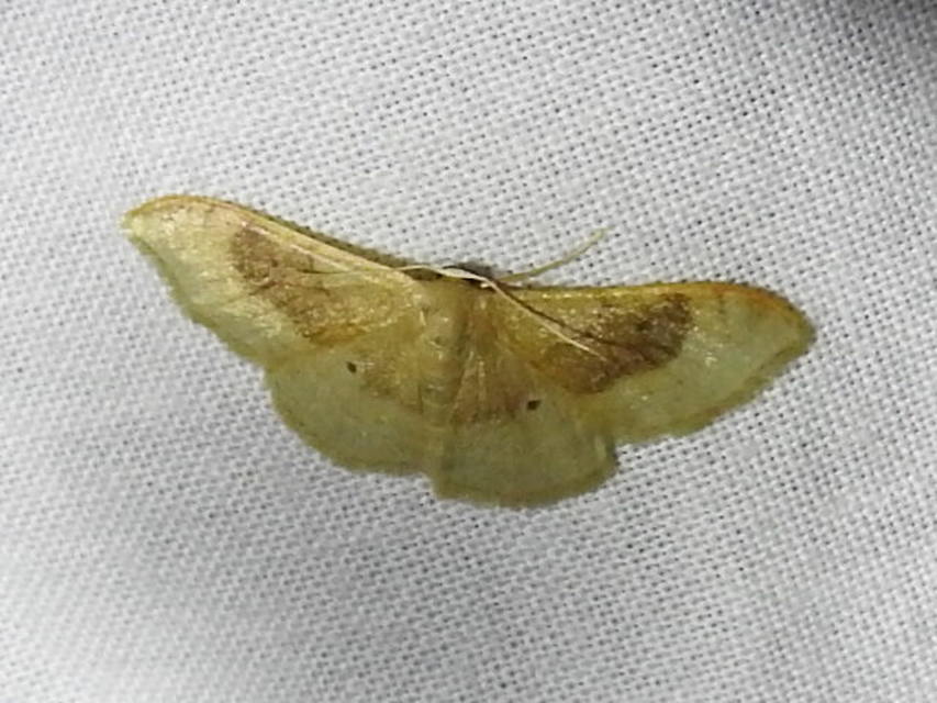 Idaea degeneraria - barnasávos araszoló