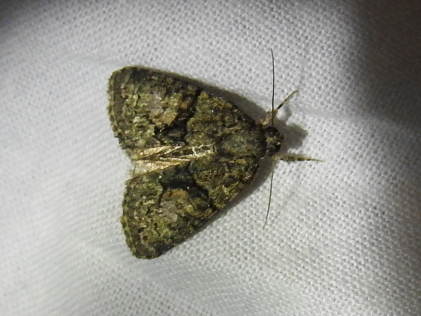 Cryphia algae - sárgászöld zuzmóbagoly