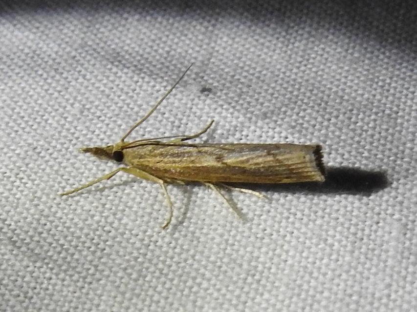 Pediasia contaminella - mocskos fűgyökérmoly