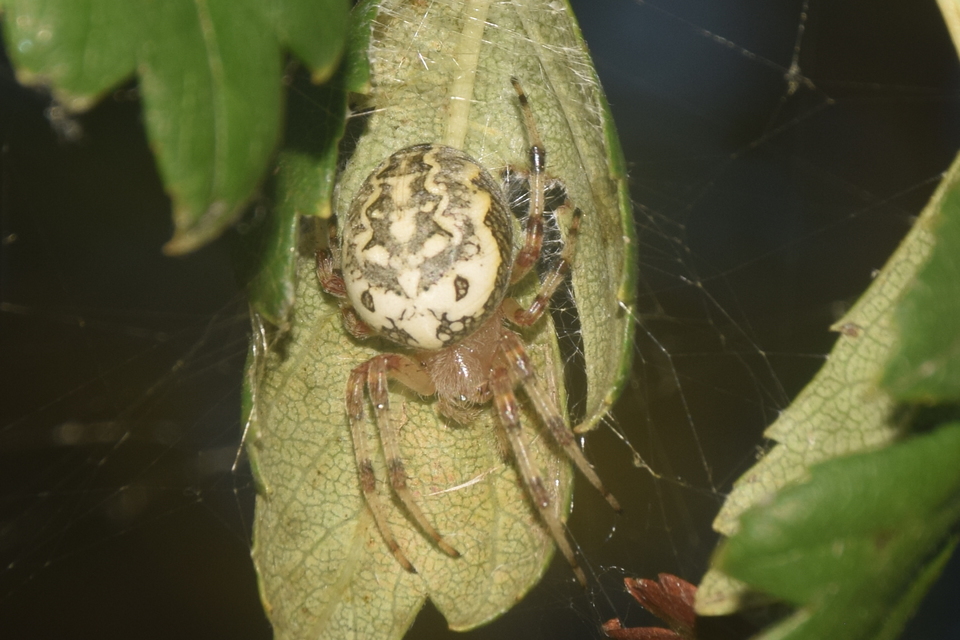 Araneus marmoreus - márványos keresztespók