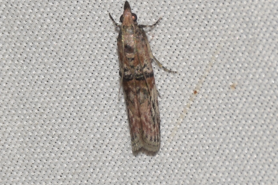 Nephopterix angustella - kecskerágó-karcsúmoly