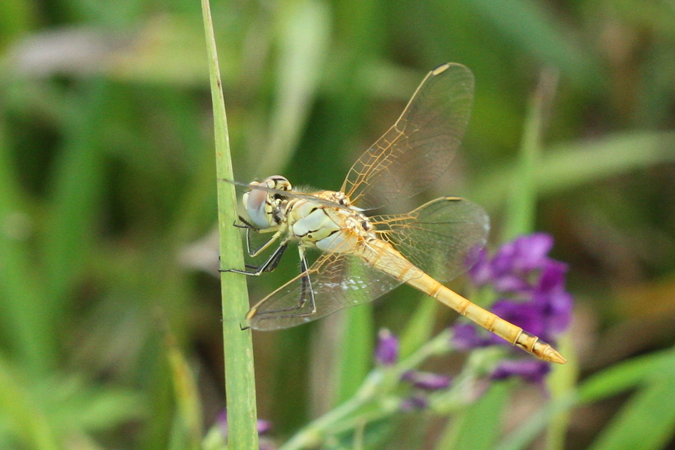 Sympetrum fonscolombii - vándor katona-szitakötő