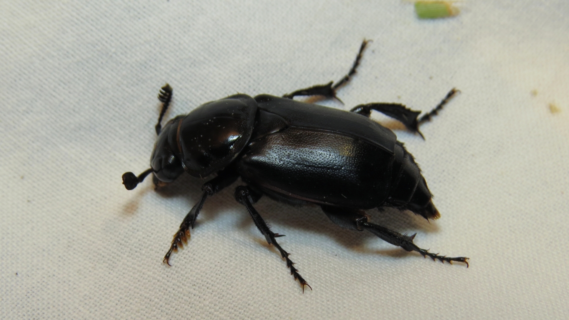 Nicrophorus humator - fekete temetőbogár
