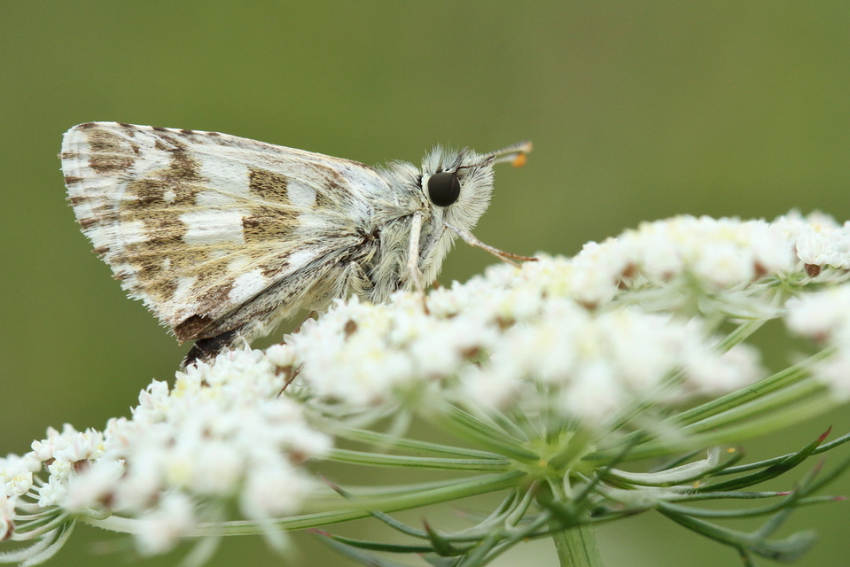 Pyrgus armoricanus - feles busalepke