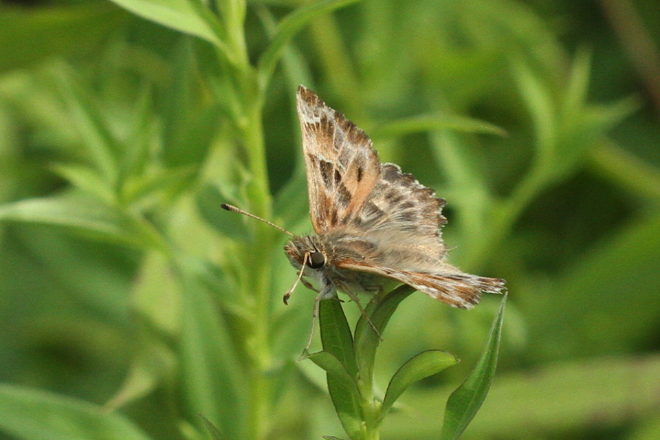 Carcharodus alceae - mályva-busalepke