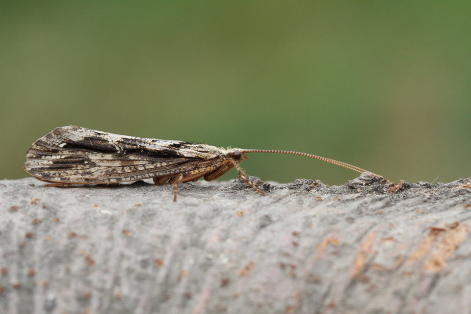 Trichoptera - Tegzesek