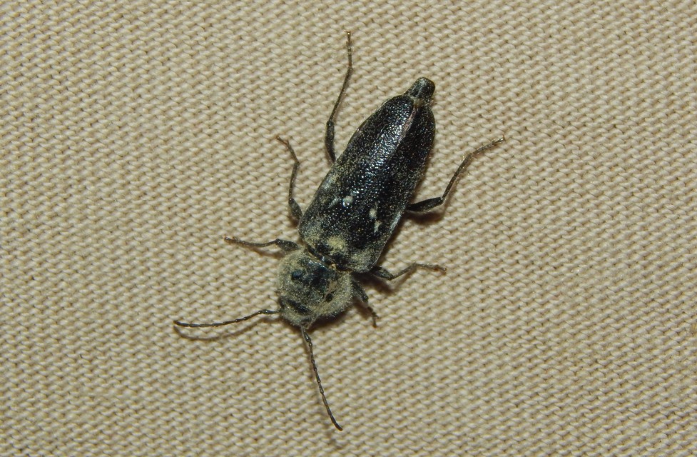 Hylotrupes bajulus - házicincér