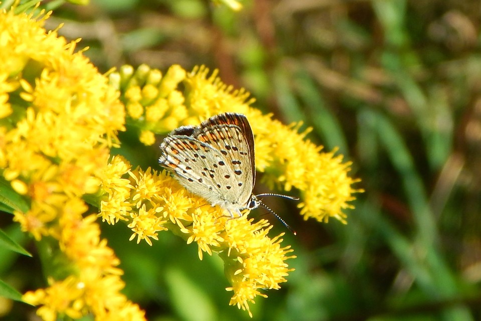 Lycaena tityrus - barna tűzlepke
