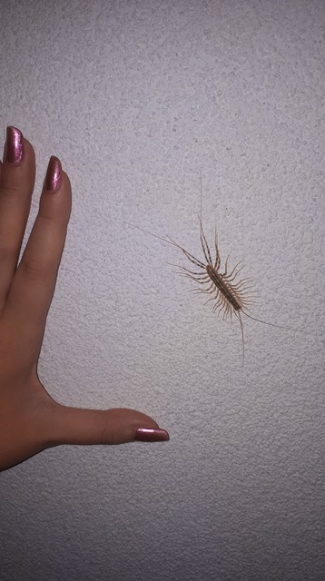 Scutigera coleoptrata - légyölő pókszázlábú
