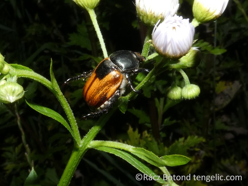 Anisoplia austriaca - osztrák szipoly