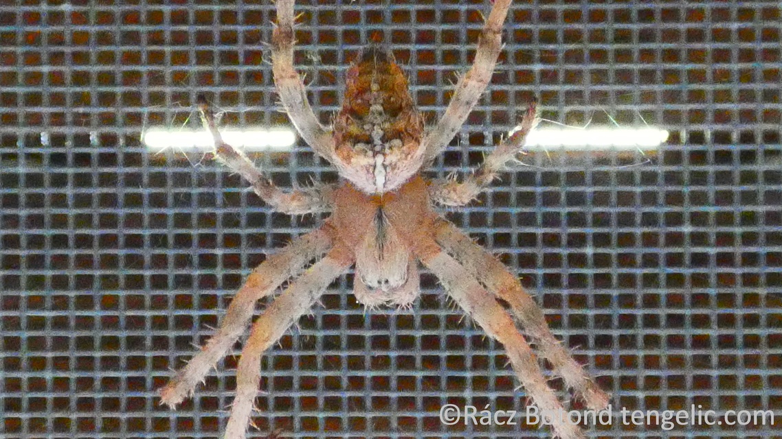 Araneus diadematus - koronás keresztespók