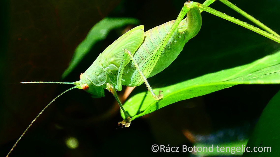 Phaneroptera nana - pontozott repülőszöcske