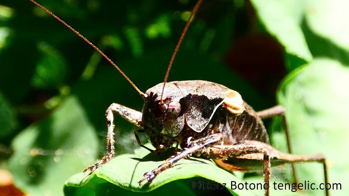 Pholidoptera griseoaptera - szürke avarszöcske