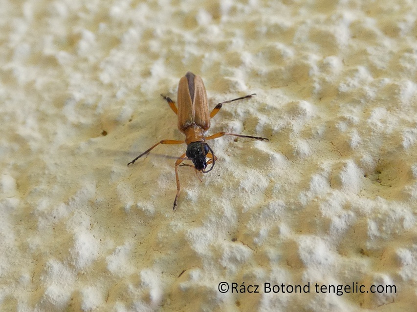 Oedemera podagrariae - székfű-álcincér