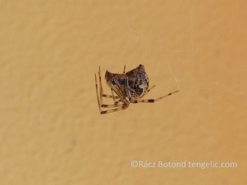 Parasteatoda tepidariorum - üvegházi törpepók