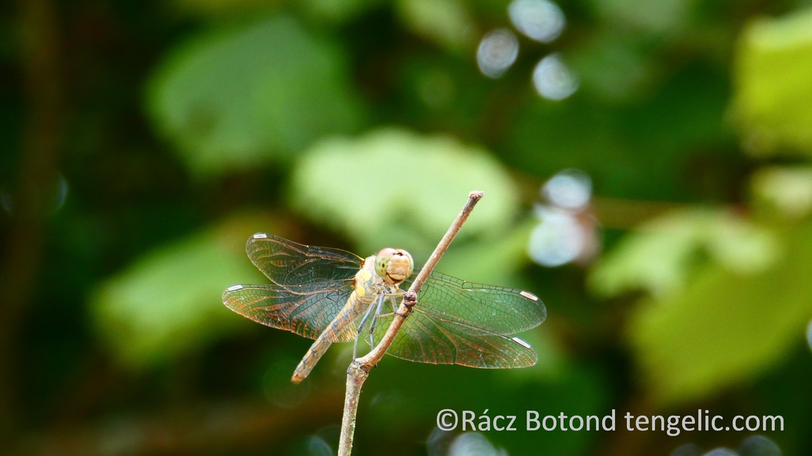 Sympetrum striolatum - harántsávos katona-szitakötő