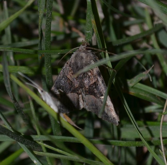 Euplexia lucipara - szeder-csipkésbagoly