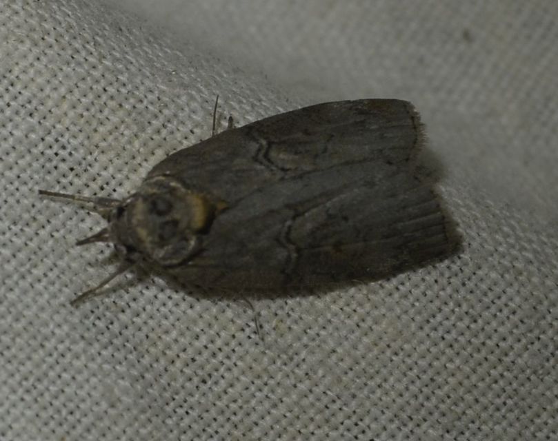 Nycteola asiatica - nyárfa-trapézbagoly