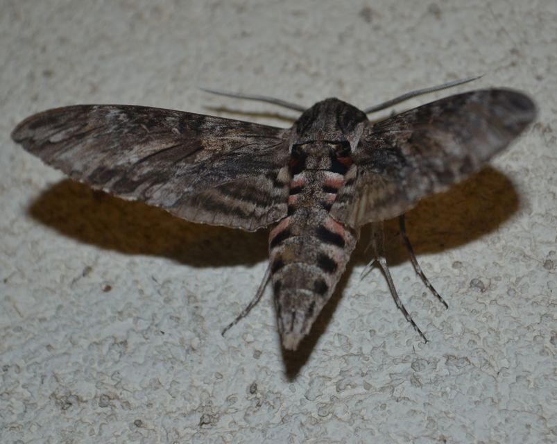 Agrius convolvuli - szulákszender