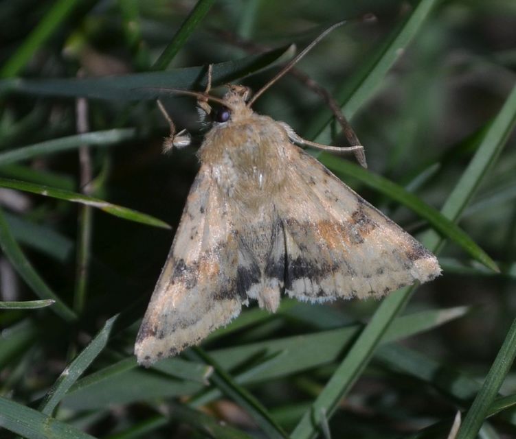 Heliothis viriplaca - mácsonyabagoly