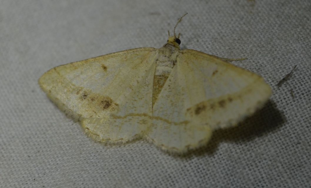 Tephrina arenacearia - lucerna-araszoló