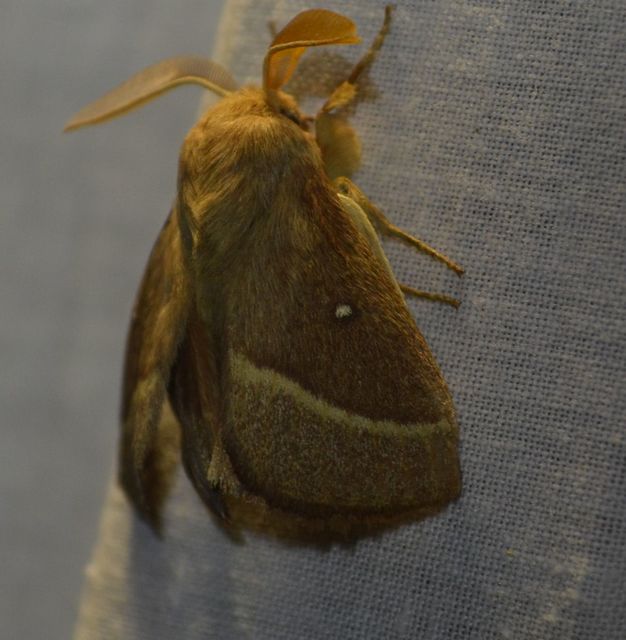 Lasiocampa trifolii - lóhereszövő