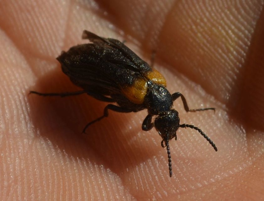 Sitaris muralis - pirosvállú méhbogár
