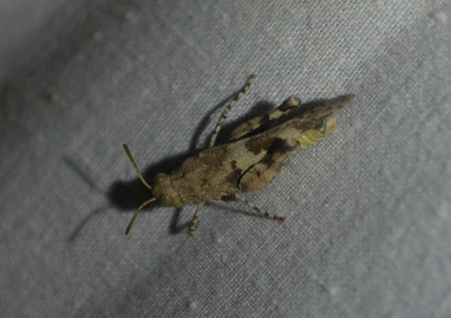 Oedipoda caerulescens - kékszárnyú sáska