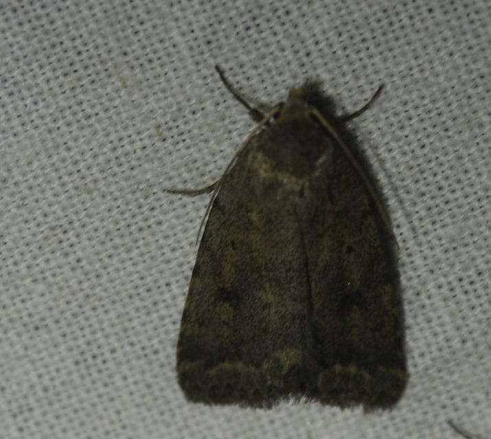 Athetis gluteosa - nyugtalan lápibagoly