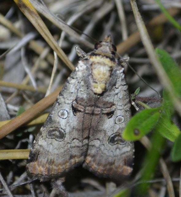 Epilecta linogrisea - karcsú sárgafűbagoly