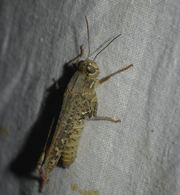 Calliptamus italicus - olaszsáska