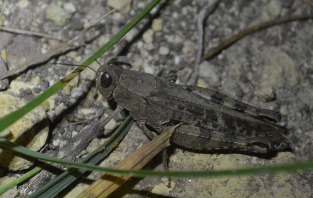 Calliptamus italicus - olaszsáska