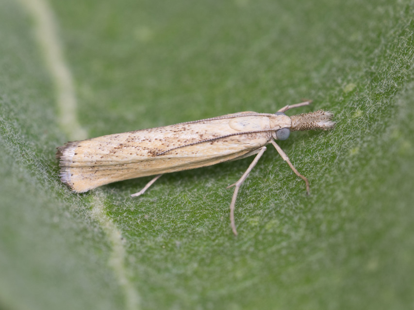 Agriphila inquinatella - közönséges fűgyökérmoly