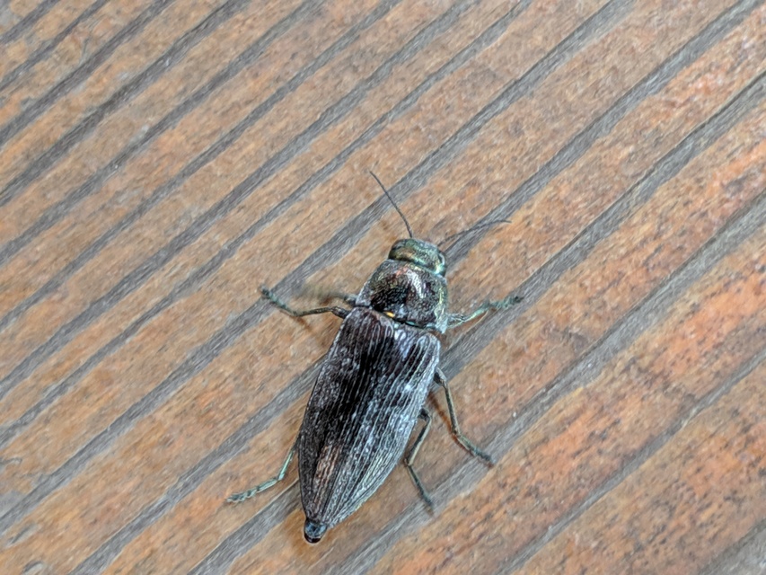 Buprestis haemorrhoidalis - foltosfejű díszbogár