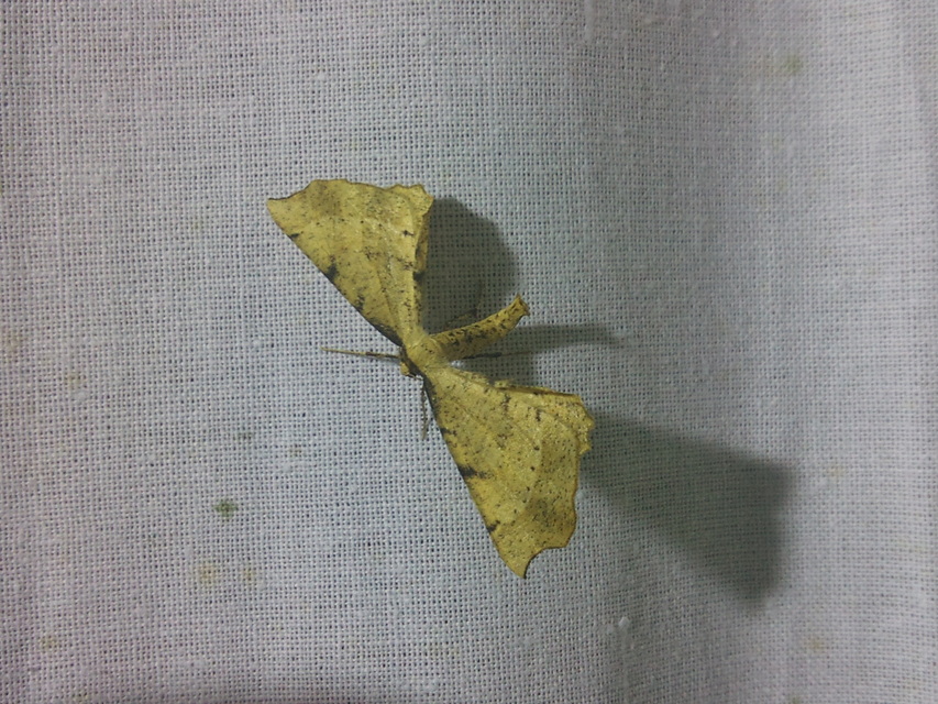Artiora evonymaria - kecskerágó-araszoló