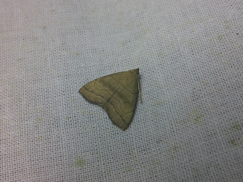 Herminia tarsicrinalis - szőröslábú karcsúbagoly