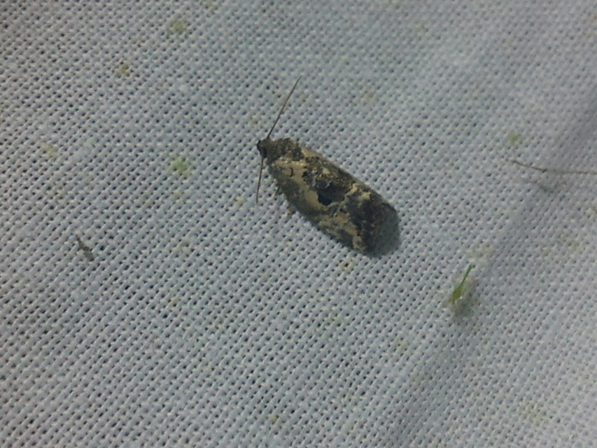 Hapalotis venustula - rózsaszínű mázasbagoly