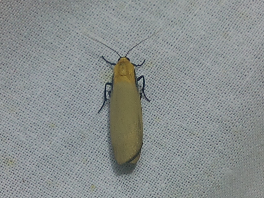 Lithosia quadra - négypettyes zuzmószövő