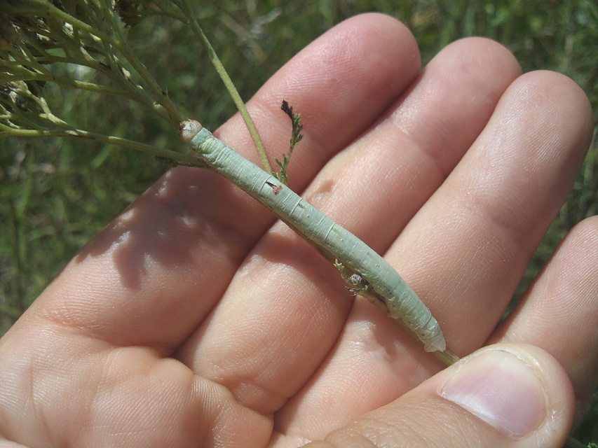 Ascotis selenaria - holdas faaraszoló