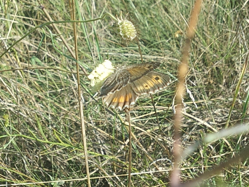 Arethusana arethusa - közönséges szemeslepke