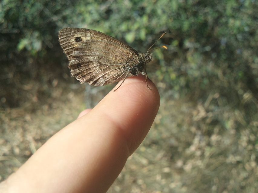 Arethusana arethusa - közönséges szemeslepke