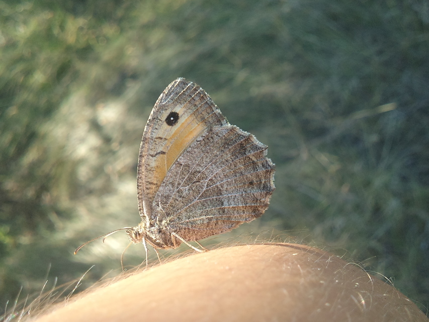 Arethusana arethusa - közönséges szemeslepke