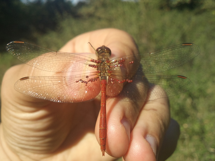 Sympetrum meridionale - fakó katona-szitakötő