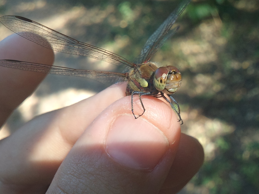 Sympetrum striolatum - harántsávos katona-szitakötő