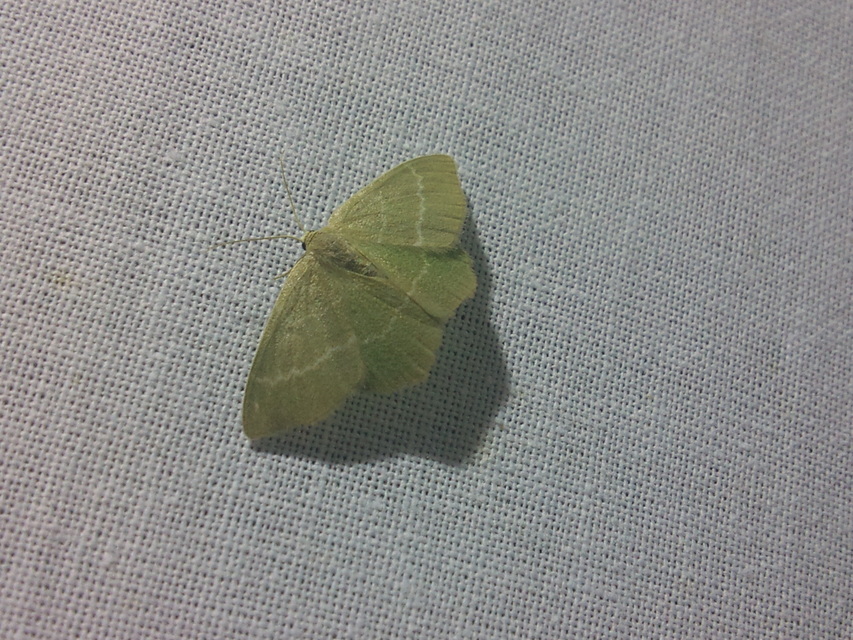 Trisateles emortualis - sárgacsíkos karcsúbagoly