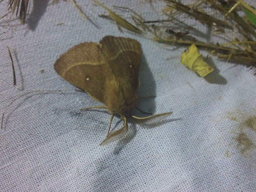 Lasiocampa trifolii - lóhereszövő