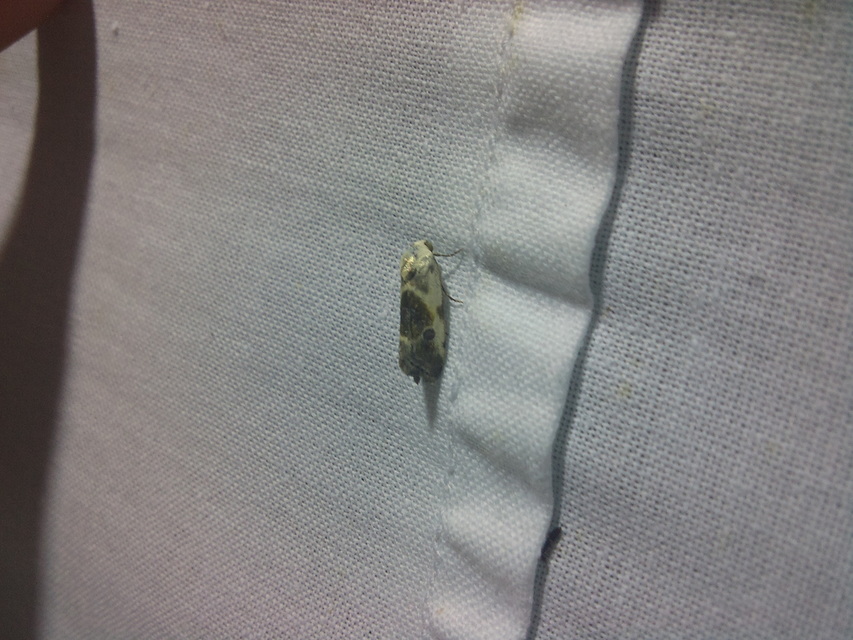 Ponometia candefacta - parlagfűbagoly