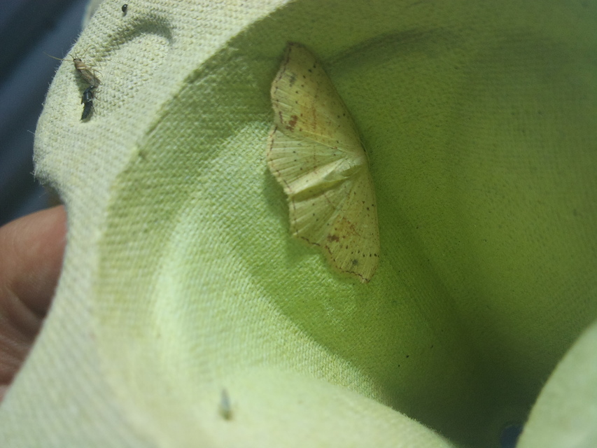 Cyclophora punctaria - sávos pettyesaraszoló