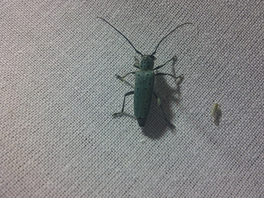 Saperda punctata - pettyes szilcincér Saperda punctata - pettyes szilcincér