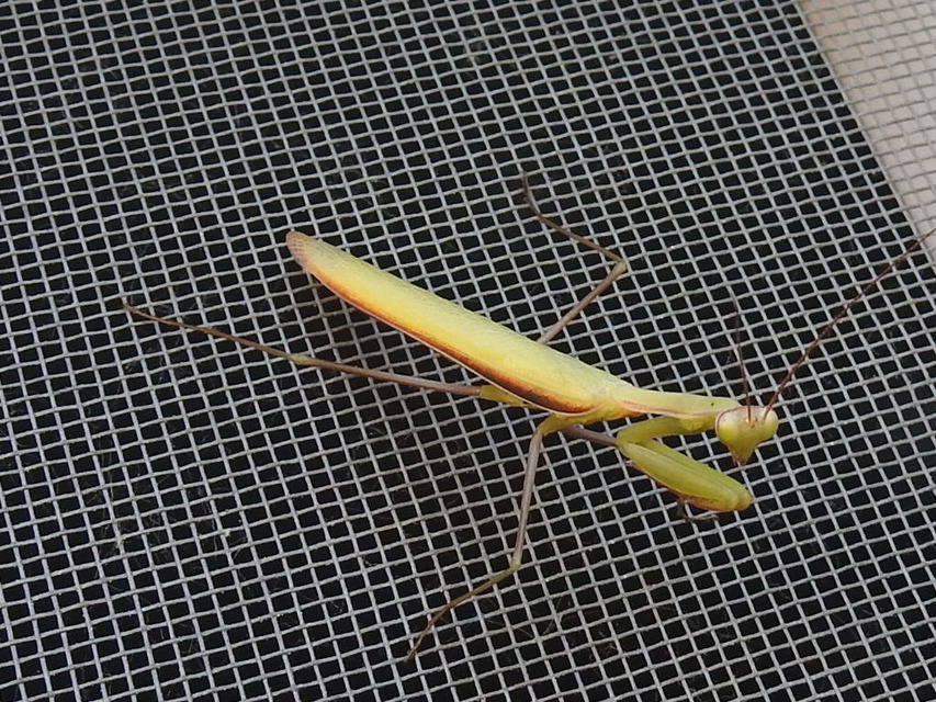 Mantis religiosa - imádkozósáska